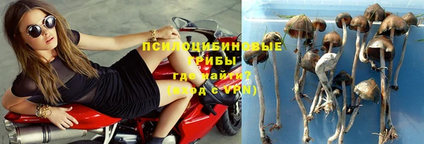 прущие грибы Армянск